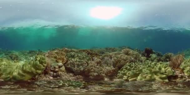 Recifes de corais e peixes tropicais subaquáticos. Filipinas. Vista de 360 graus. — Vídeo de Stock