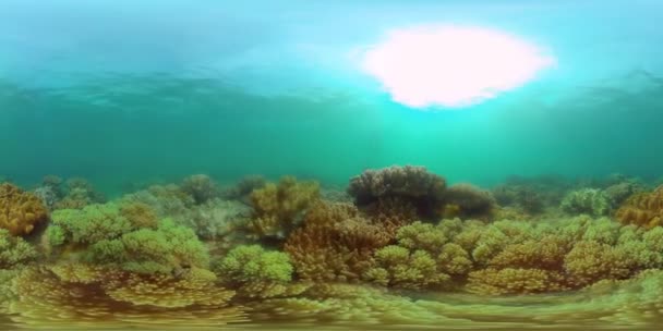 Korallrev och tropisk fisk. Filippinerna. 360 graders sikt. — Stockvideo