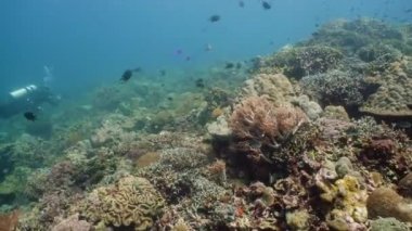 Mercan resifi ve tropikal balıklar su altında. Camiguin, Filipinler