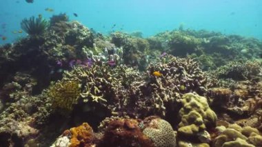 Mercan resifi ve tropikal balıklar su altında. Camiguin, Filipinler