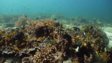 Mercan resifi ve tropikal balıklar su altında. Camiguin, Filipinler