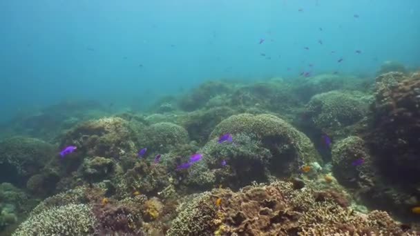 Il mondo sottomarino di una barriera corallina. — Video Stock