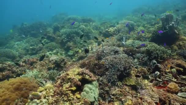 Recifes de coral e peixes tropicais. Camiguin, Filipinas — Vídeo de Stock