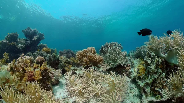 Arrecife de coral y peces tropicales. Filipinas. — Foto de Stock