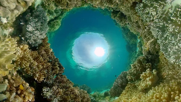 The underwater world of a coral reef. Philippines.