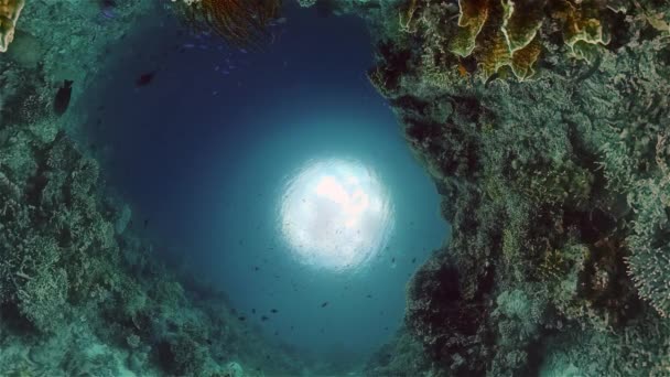 물 속에 물고기가 있는 산호초. 필리핀. — 비디오