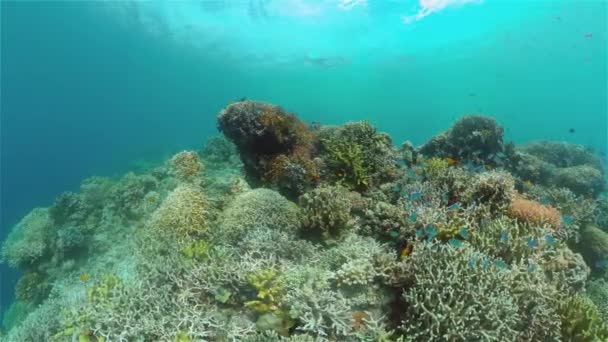 El mundo submarino de un arrecife de coral. Filipinas. — Vídeos de Stock