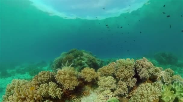 Arrecife de coral y peces tropicales. Filipinas. — Vídeo de stock