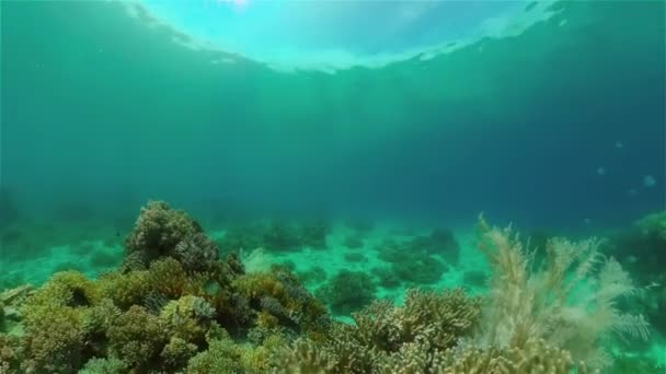 El mundo submarino de un arrecife de coral. — Vídeos de Stock