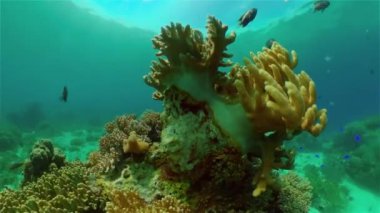 Mercan kayalıkları ve tropikal balıklar. Filipinler.