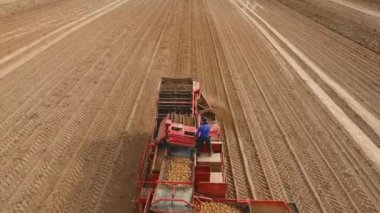 Tarlada patates topluyorum.