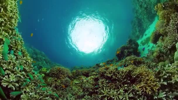 サンゴ礁と熱帯魚。フィリピンのパングラオ. — ストック動画