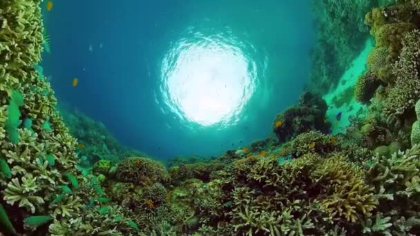 Arrecife de coral y peces tropicales. Panglao, Filipinas. — Vídeos de Stock