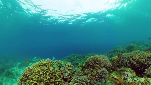 산호초와 열대어입니다. 필리핀, 보홀. — 비디오