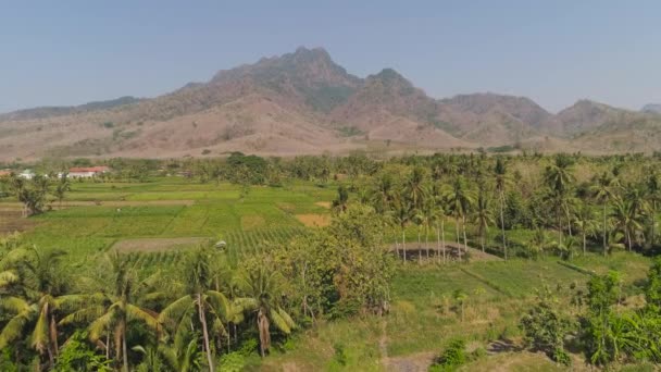 Terreni agricoli in indonesia — Video Stock