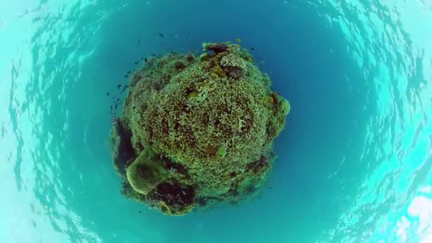 珊瑚礁和热带鱼。Panglao，菲律宾. — 图库视频影像