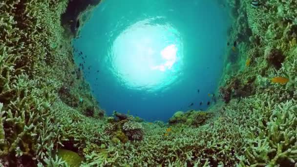 Le monde sous-marin d'un récif corallien. Panglao, Philippines. — Video