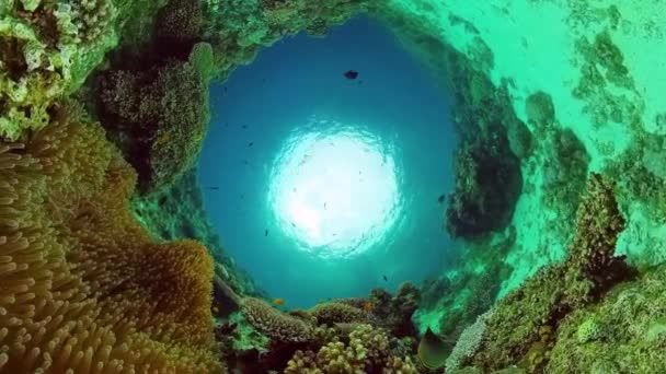 O mundo subaquático de um recife de coral. Panglao, Filipinas. — Vídeo de Stock