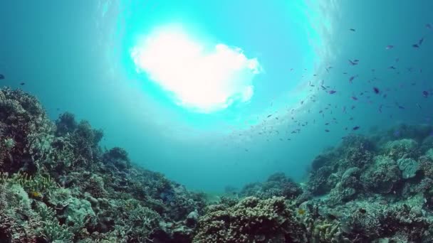 Korallenriff mit Fischen unter Wasser. Bohol, Philippinen. 4k-Video. — Stockvideo