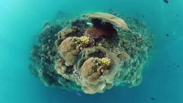 De onderwaterwereld van een koraalrif. Panglao, Filippijnen. 4k video. — Stockvideo