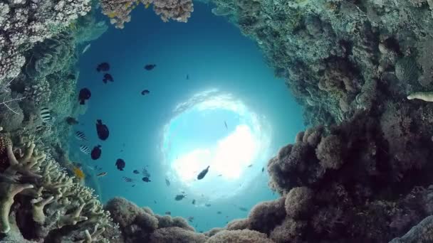 산호초와 열대어입니다. 필리핀, 팡야오. 4k 비디오. — 비디오