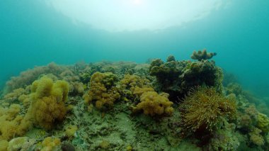 Mercan kayalıkları ve tropikal balıklar. Filipinler.