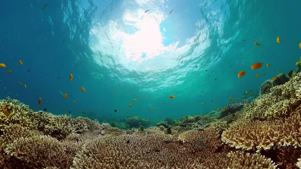 珊瑚礁和热带鱼。菲律宾. — 图库照片