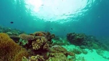 Suyun altında balıklı mercan kayalıkları. Bohol, Filipinler.