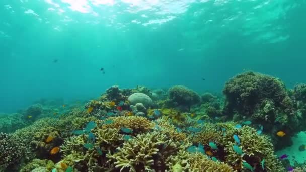 Recifes de coral e peixes tropicais. Panglao, Filipinas. — Vídeo de Stock