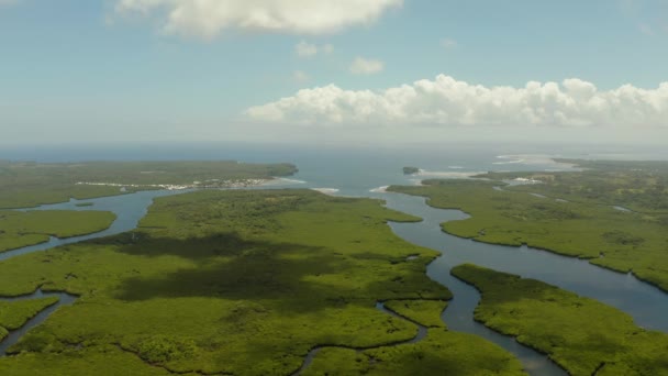Widok z lotu ptaka na las Mangrove i rzekę. — Wideo stockowe