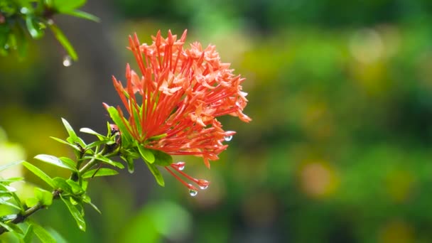 West indian jasmine flower — Stock Video