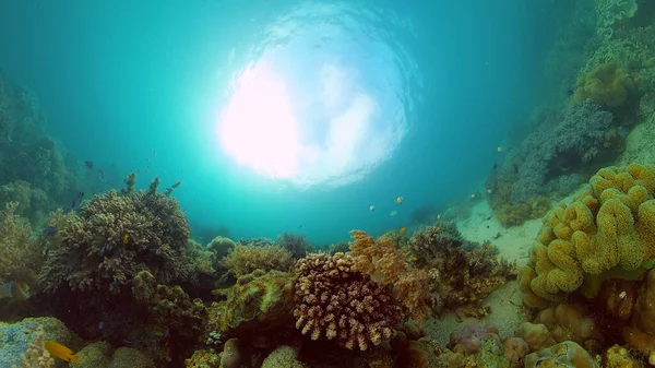 Récif corallien et poissons tropicaux. Philippines. — Photo