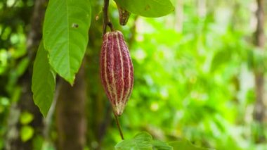 Meyveli kakao ağacı, Bali Endonezya.