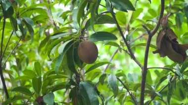 Sapodilla meyvesi ağaçta.