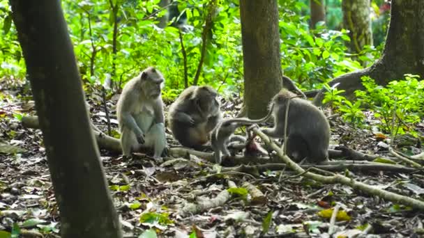 Monos en el bosque. Bali, indonesia. — Vídeos de Stock