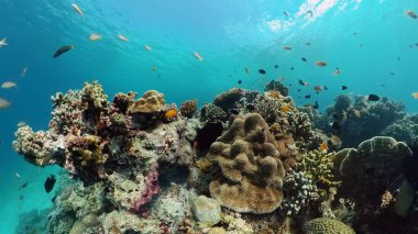 Suyun altında balıklı mercan kayalıkları. Filipinler.