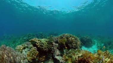 Mercan kayalıkları ve tropikal balıklar. Filipinler.