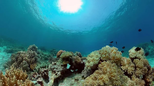 Rafa koralowa i tropikalne ryby. Filipiny. — Zdjęcie stockowe