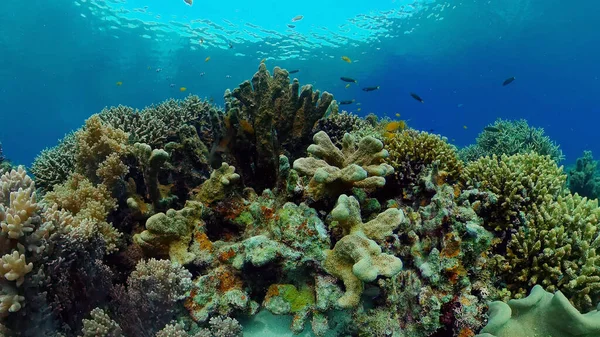 Barriera corallina e pesce tropicale. Filippine. Fotografia Stock