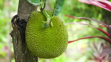 Ağaçtaki meyveler.