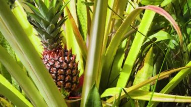 Ananas bitkisi tarlası. Bali, Endonezya.