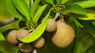 Sapodilla meyvesi ağaçta.