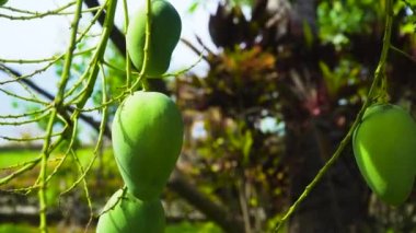 Mango ağaçta, Bali, Endonezya.