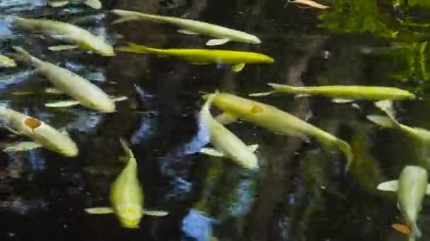Kolorowe ryby w stawie. — Wideo stockowe