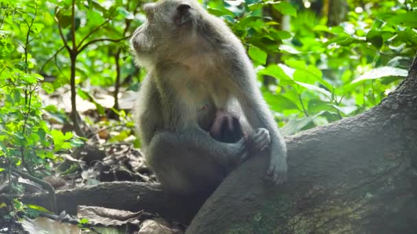 Мавпи в лісі. Балі, Індонезія. — стокове відео