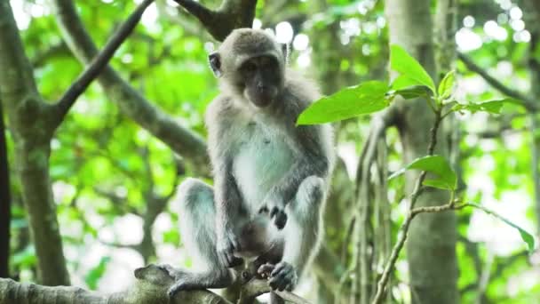 Opice v lese. Bali, indonésie. — Stock video