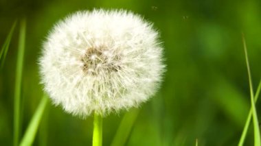 Yumuşak karahindiba tohumu başı.