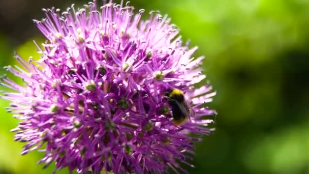 Bumble-bee sitting on wild flower. — Stock Video