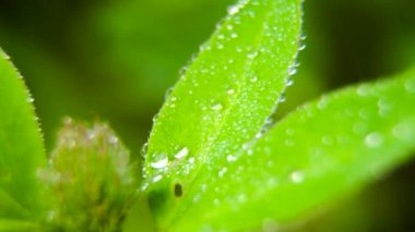 Çimlere çiy damlaları düşer.