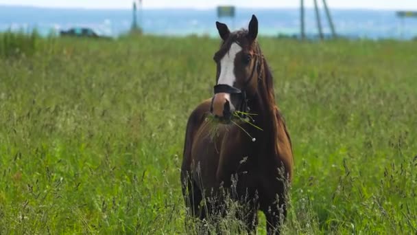 Pferd auf einer Sommerweide. — Stockvideo